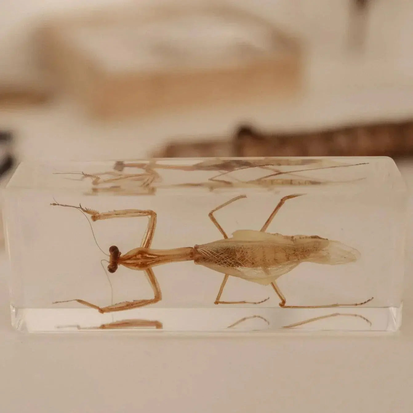 The Curated Parcel - Specimen // Praying Mantis