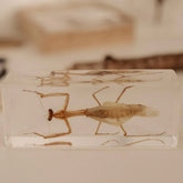 The Curated Parcel - Specimen // Praying Mantis