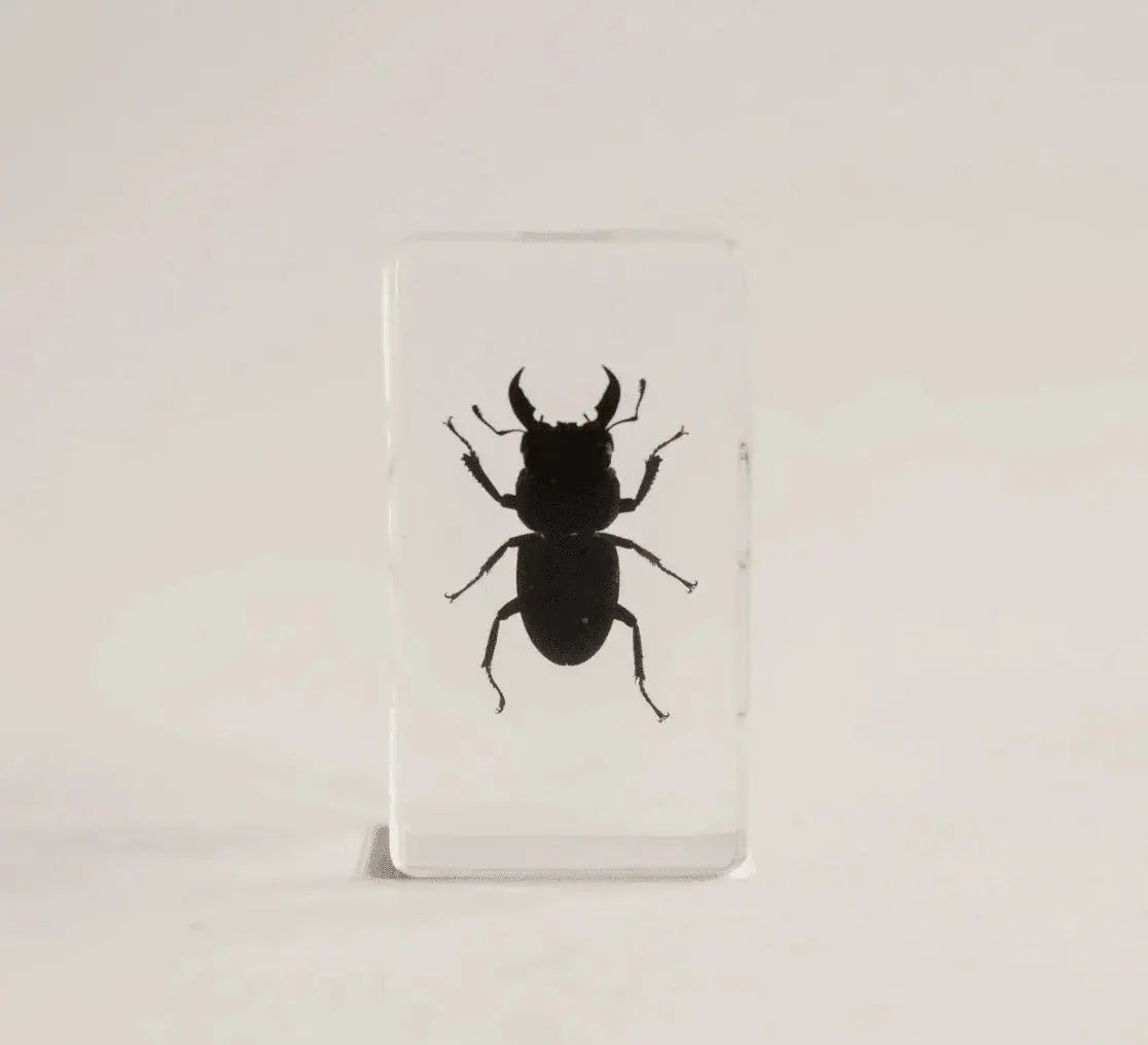 The Curated Parcel - Specimen // Stag Beetle