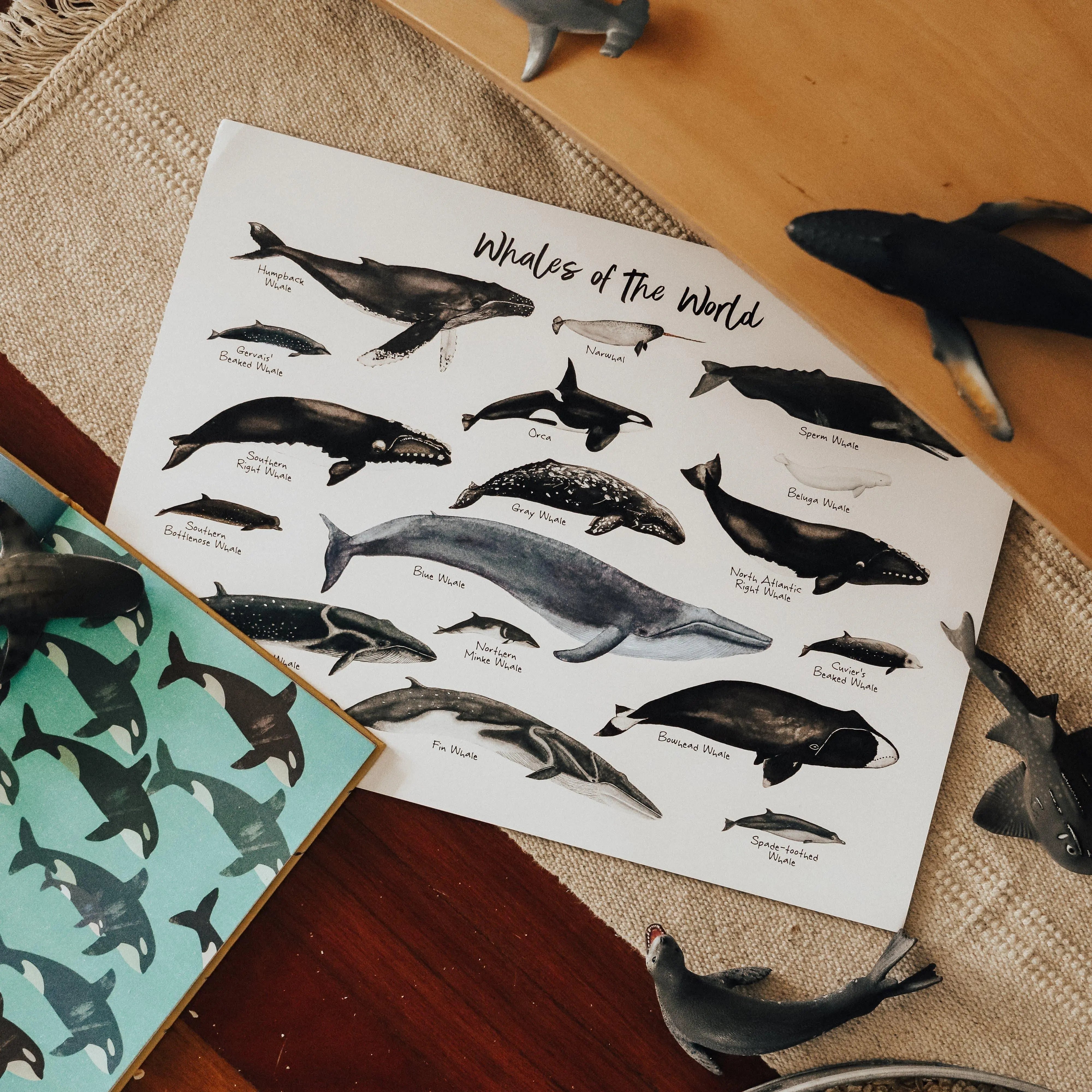 The Curated Parcel - Whales of the World