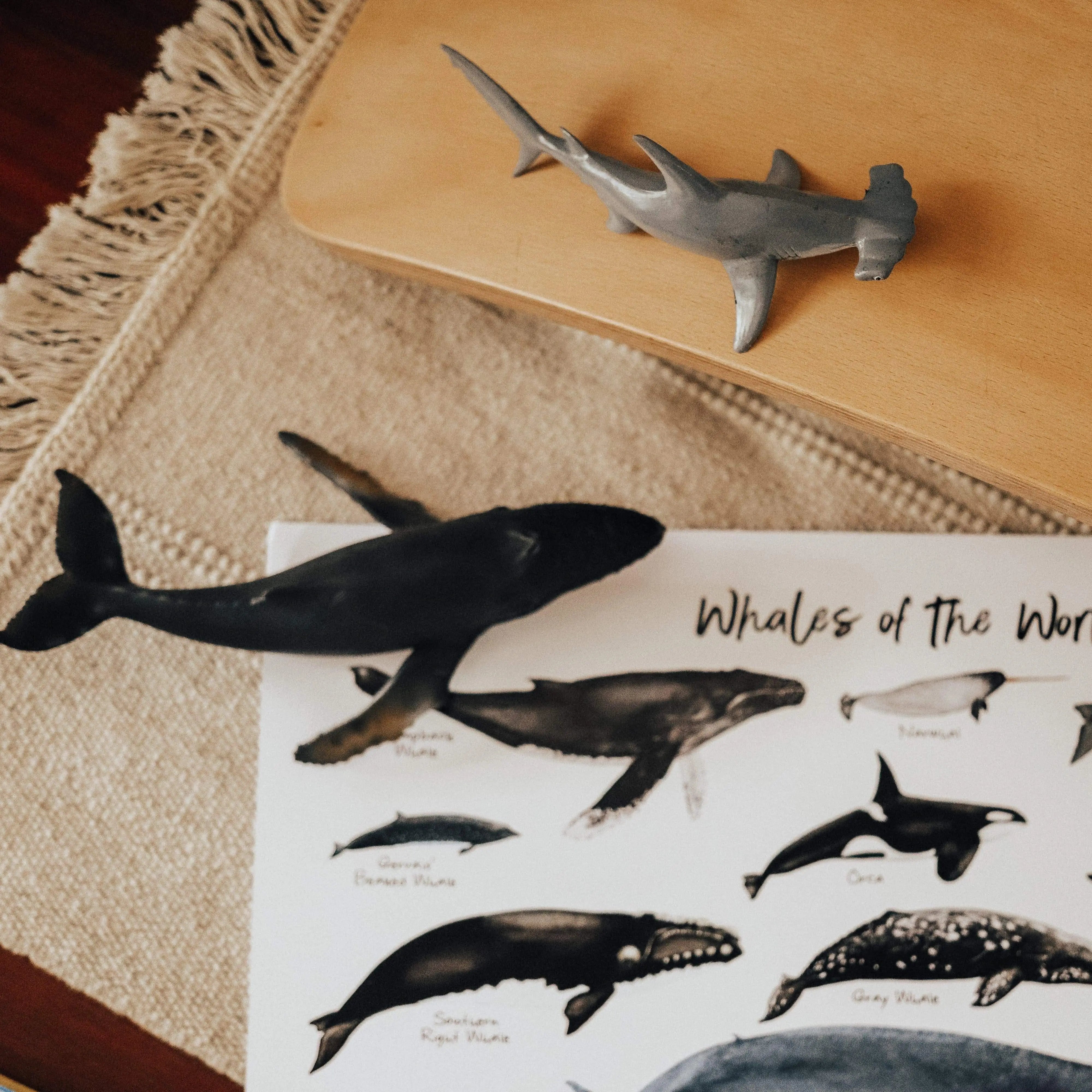 The Curated Parcel - Whales of the World