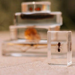 Our Earth Life // Garden Bug Specimen Set Our Earth Life