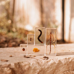 Our Earth Life // Garden Bug Specimen Set Our Earth Life