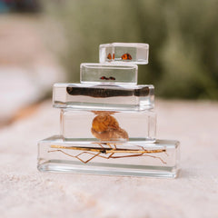 Our Earth Life // Garden Bug Specimen Set Our Earth Life