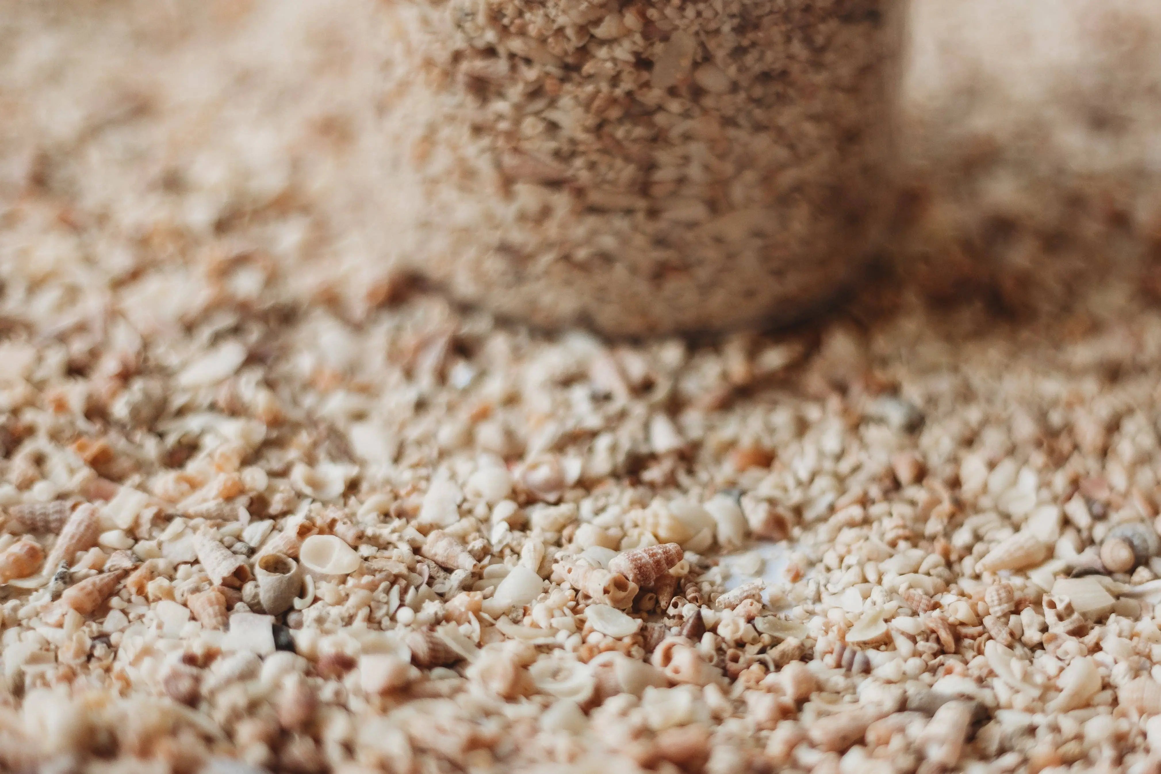 Shell Sand SMALL - Potion Ingredient The Saltwater Collective Potions