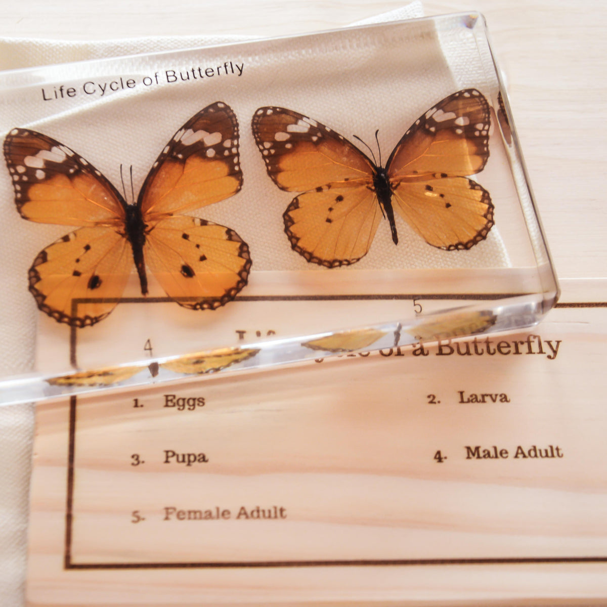 Specimen // Butterfly Life Cycle Block