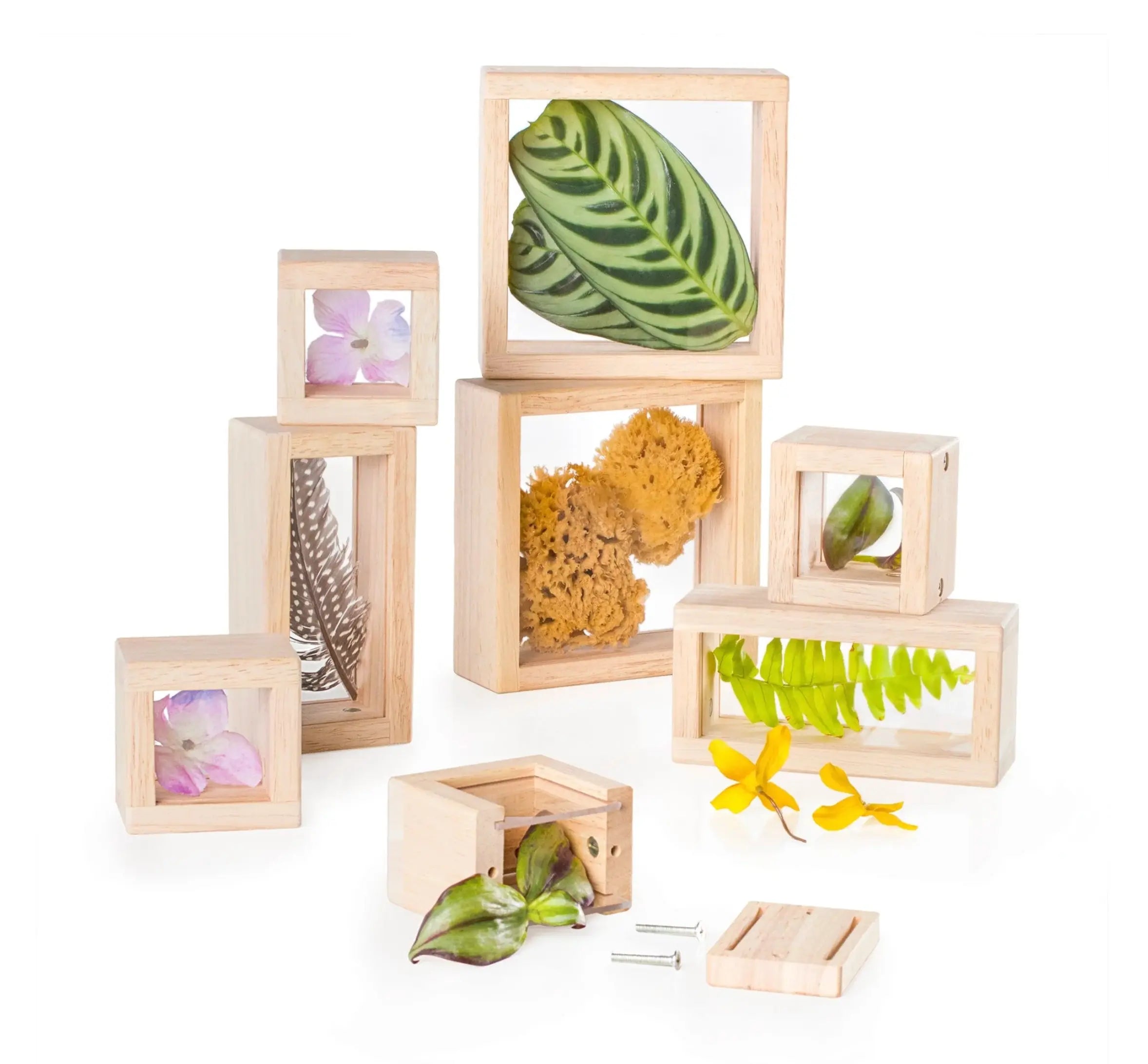 Set of wooden frames with natural elements like leaves, flowers, and sponges on a white background