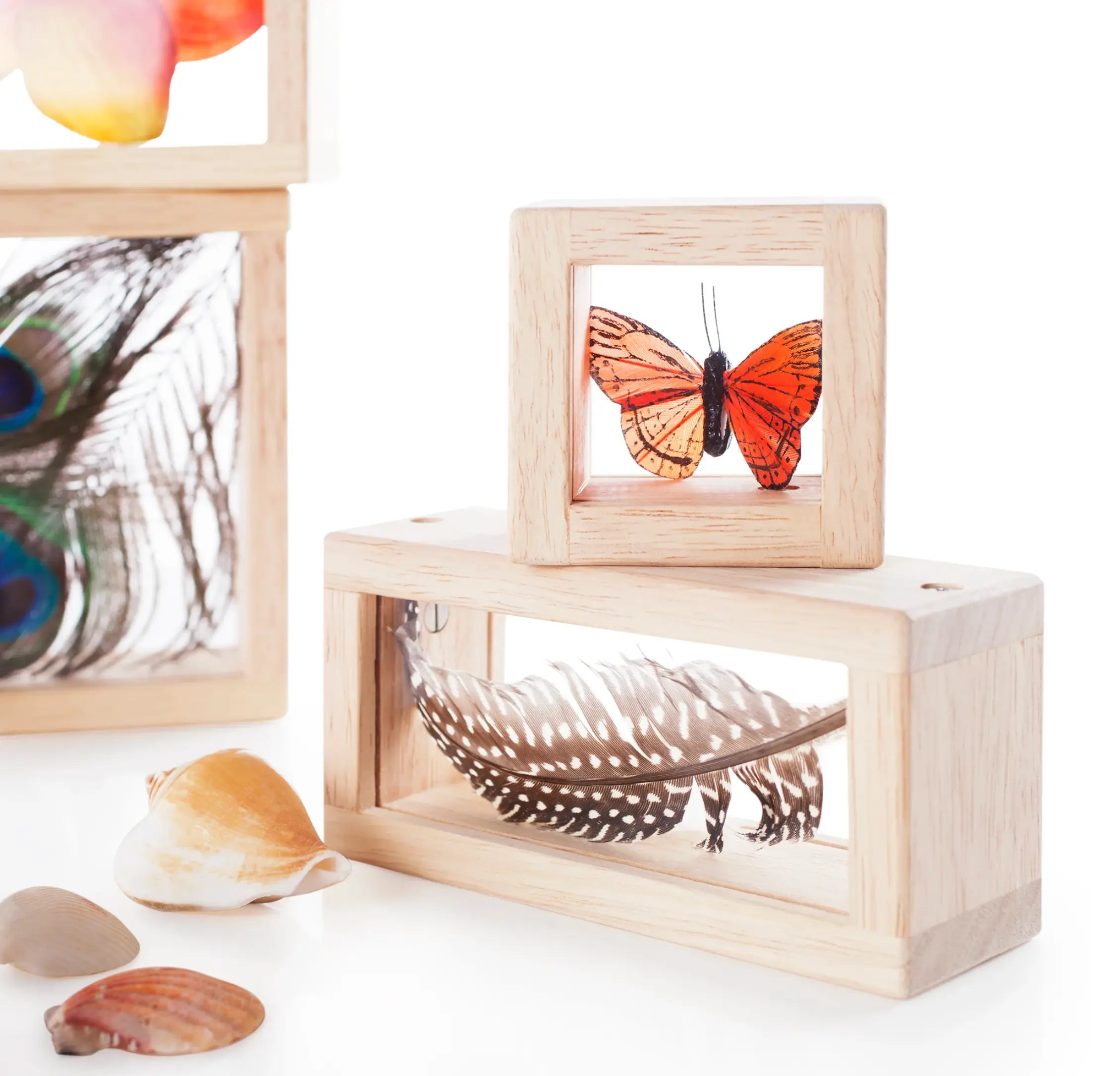 Wooden display boxes with butterfly and feather inside, surrounded by seashells on a white background