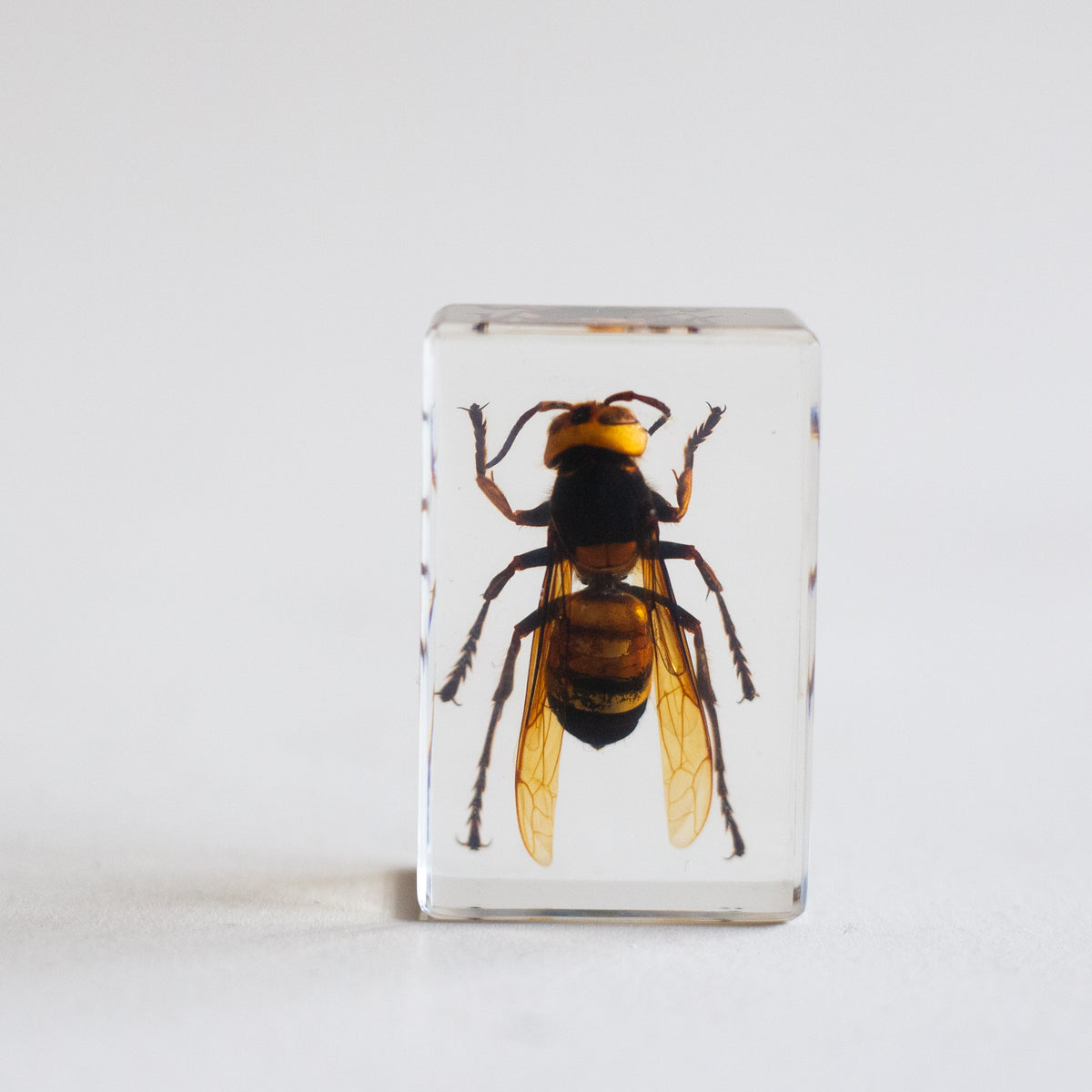 Specimen // Wasp