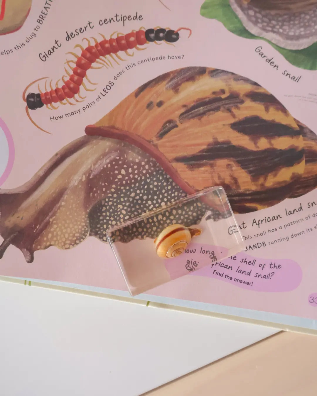 Minibeasts |  Neave Rosie Books