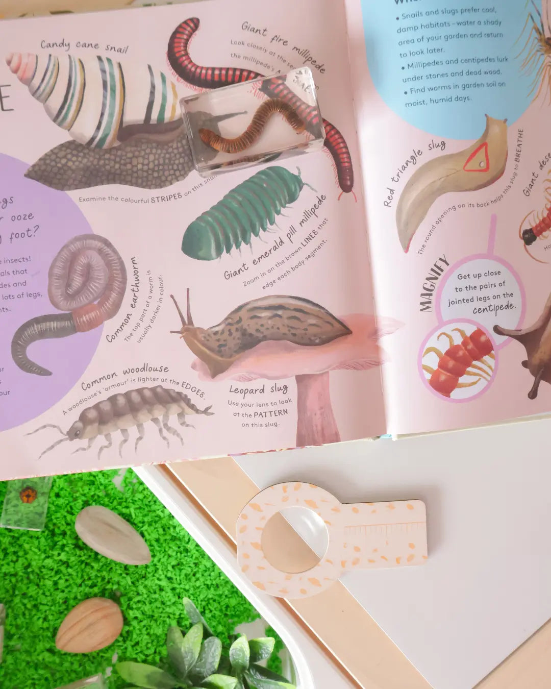 Minibeasts |  Neave Rosie Books