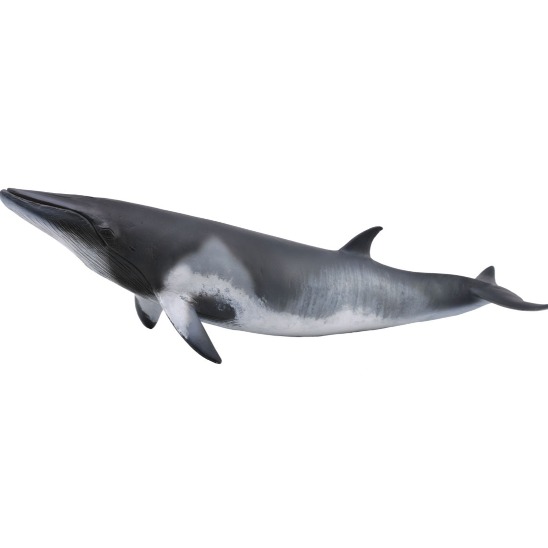 CollectA // Minke Whale