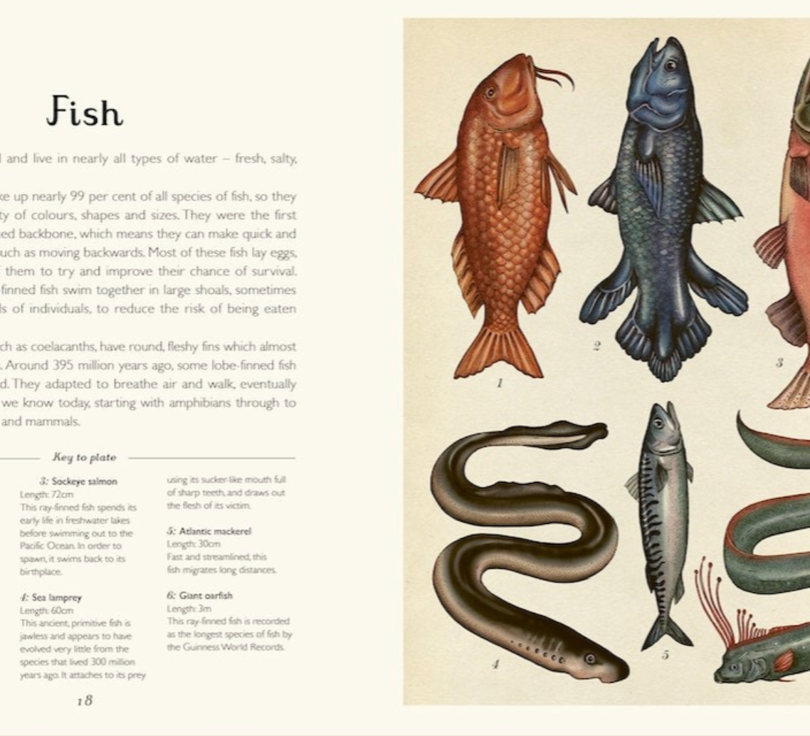 Animalium (Junior Edition)