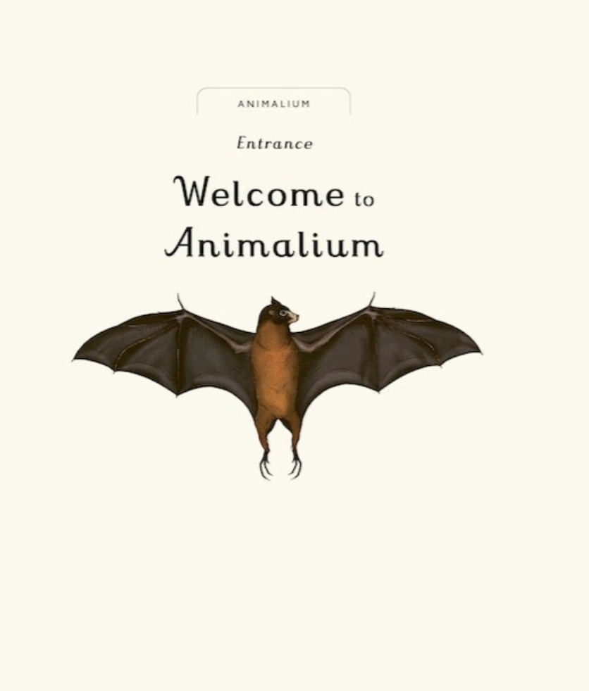 Animalium (Junior Edition)