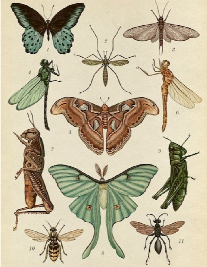 Animalium (Junior Edition)