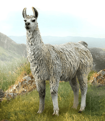 CollectA // Llama