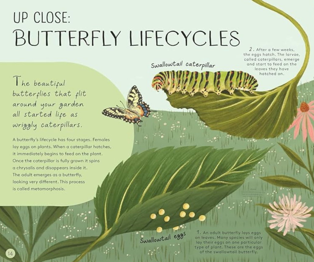 Minibeasts |  Neave Rosie Books