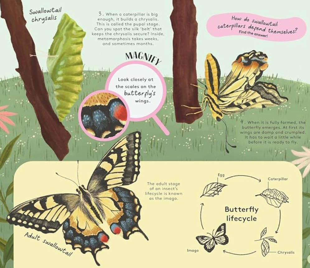 Minibeasts |  Neave Rosie Books