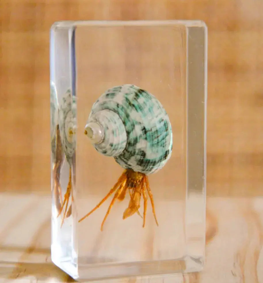 Our Earth Life // Hermit Crab Specimen Our Earth Life