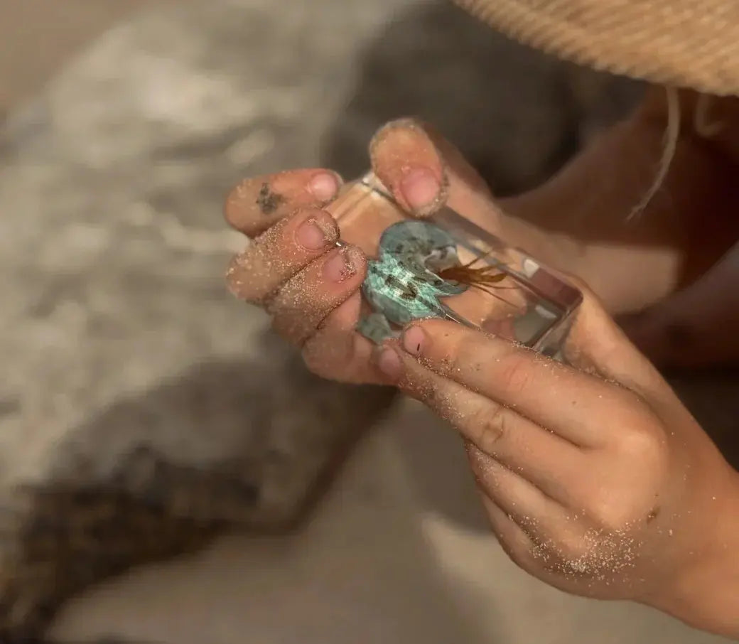 Our Earth Life // Hermit Crab Specimen Our Earth Life