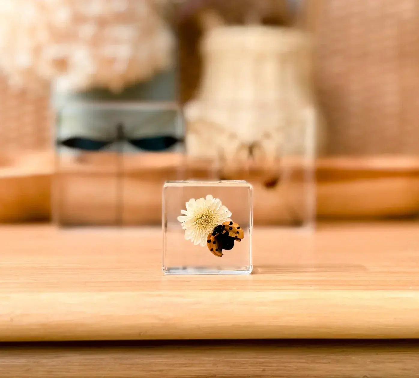 Our Earth Life // Ladybird And Flower Specimen Our Earth Life