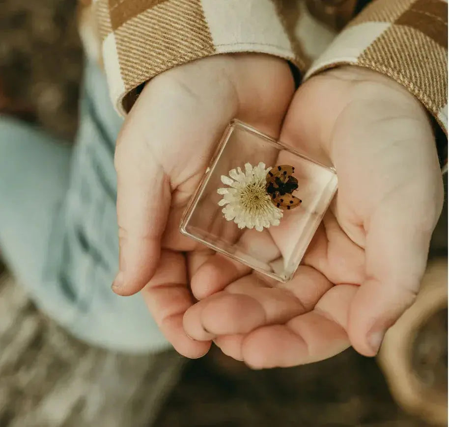 Our Earth Life // Ladybird And Flower Specimen Our Earth Life