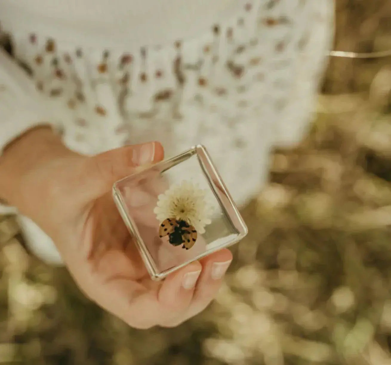 Our Earth Life // Ladybird And Flower Specimen Our Earth Life
