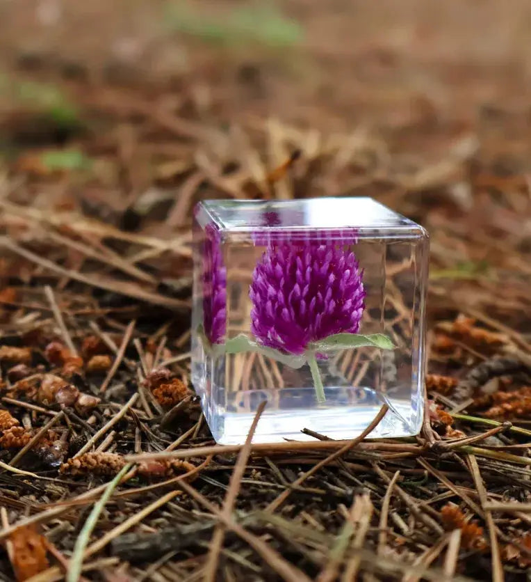Our Earth Life // Globe Amaranth Specimen Cube Our Earth Life