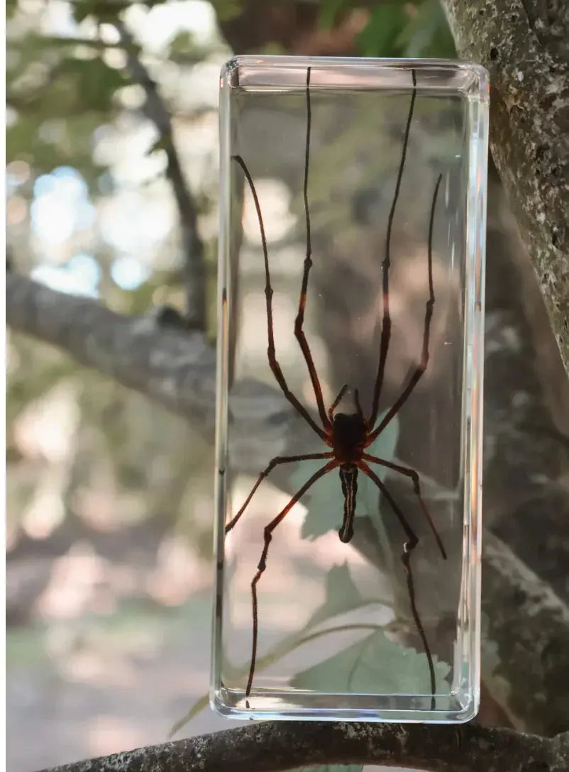 Our Earth Life // Golden Orb Spider Our Earth Life