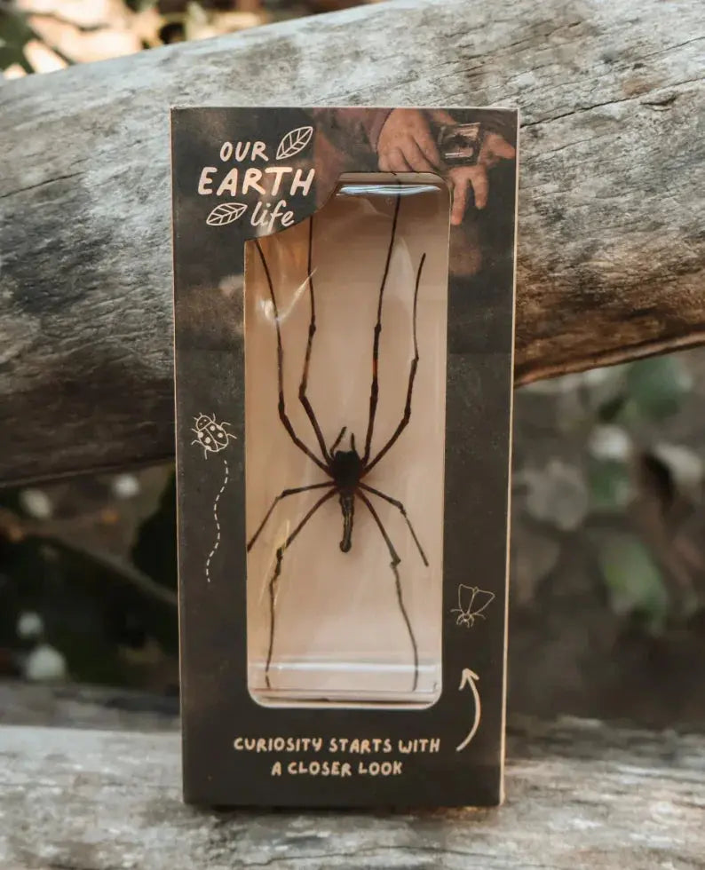 Our Earth Life // Golden Orb Spider Our Earth Life