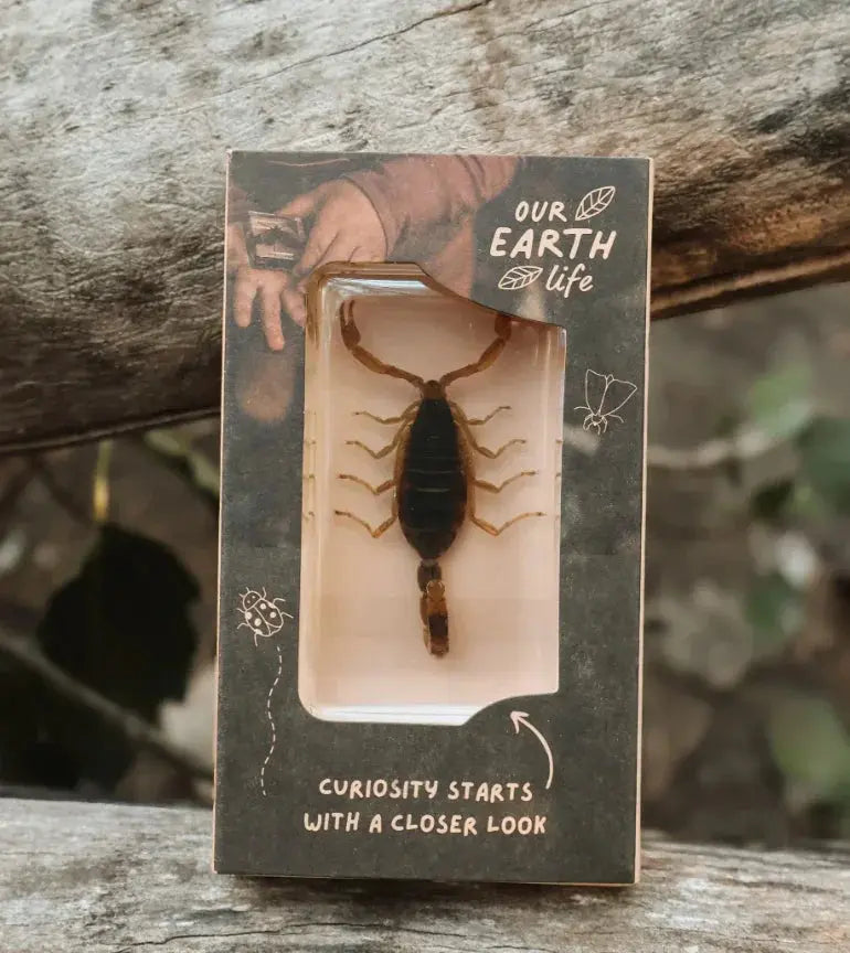 Our Earth Life // Golden Scorpion Specimen Our Earth Life