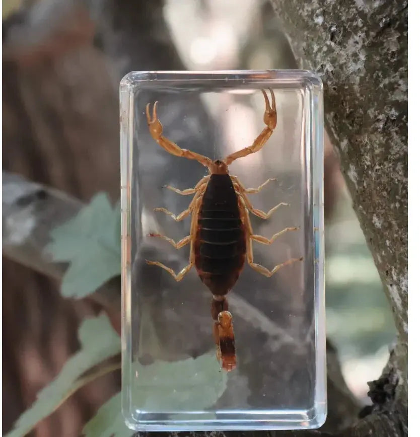 Our Earth Life // Golden Scorpion Specimen Our Earth Life