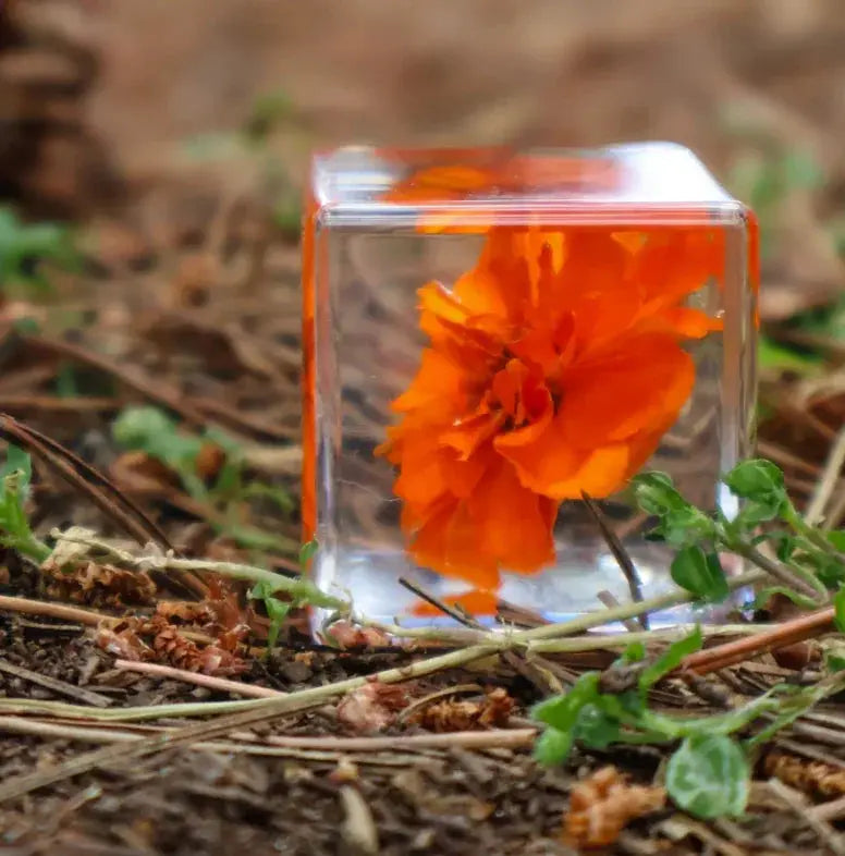 Our Earth Life // Marigold Flower Specimen Cube Our Earth Life
