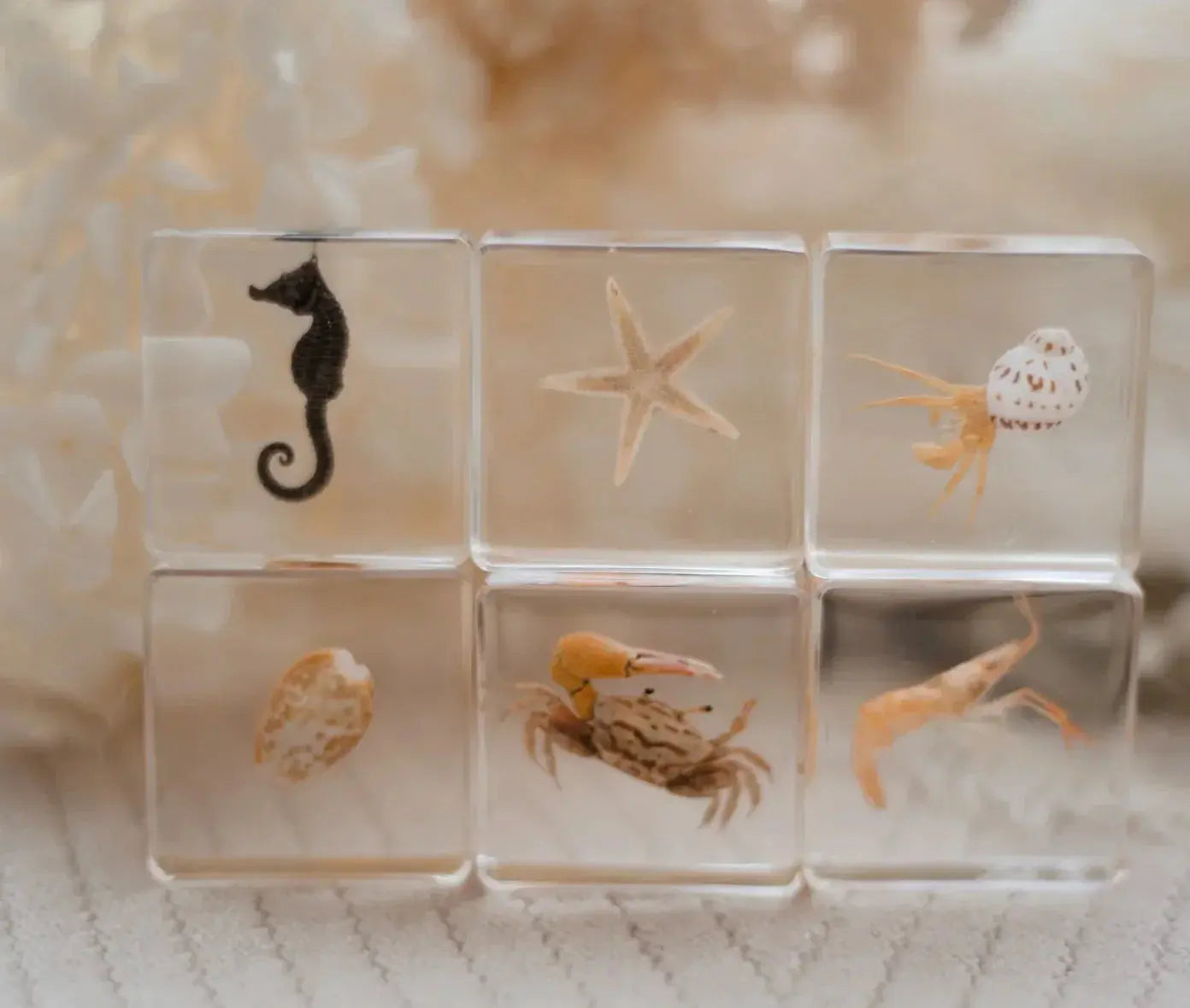 Our Earth Life // Ocean Explorer Specimen Set Our Earth Life