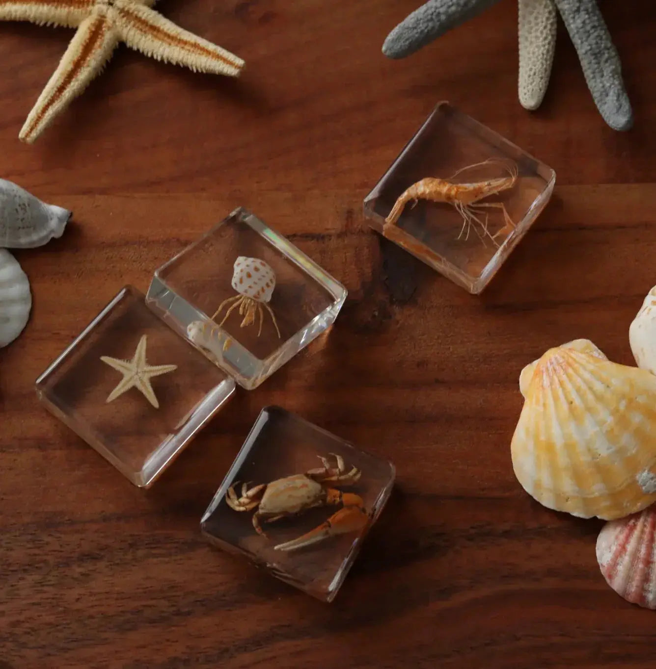Our Earth Life // Ocean Explorer Specimen Set Our Earth Life