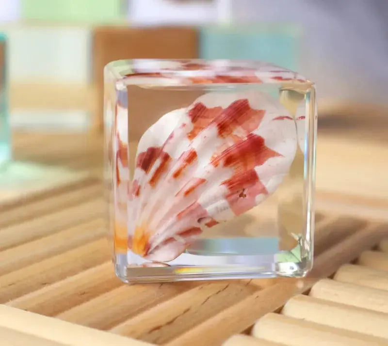 Our Earth Life // Scallop Shell Specimen Cube Our Earth Life