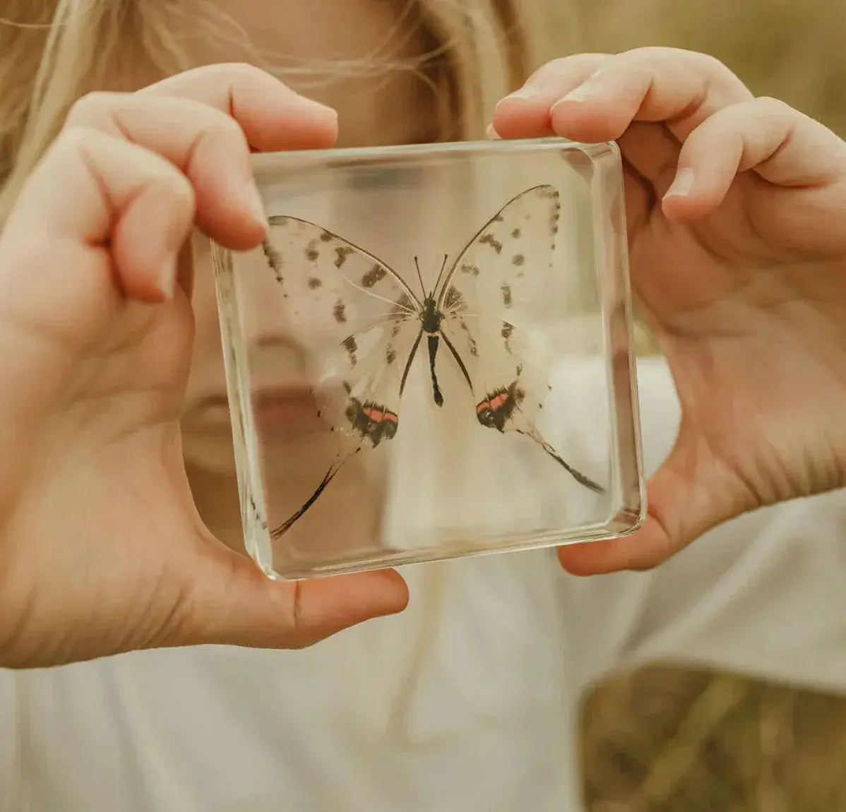 Our Earth Life // Swallowtail Butterfly Specimen Our Earth Life