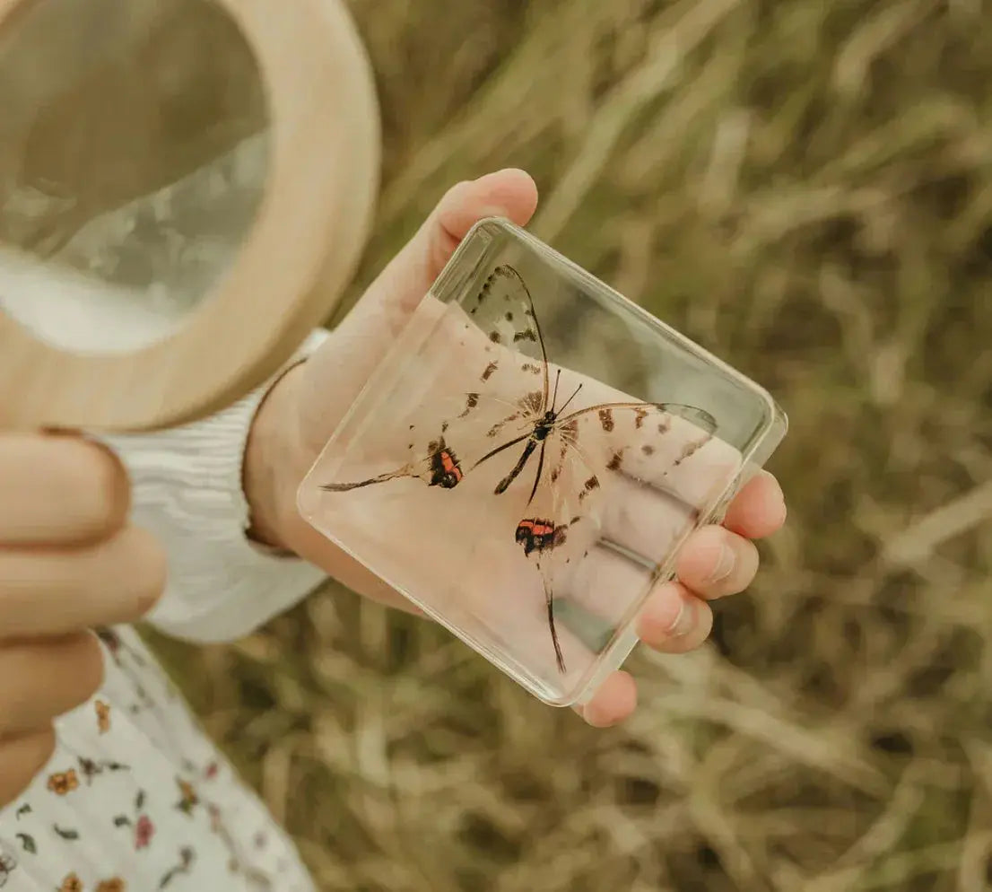 Our Earth Life // Swallowtail Butterfly Specimen Our Earth Life