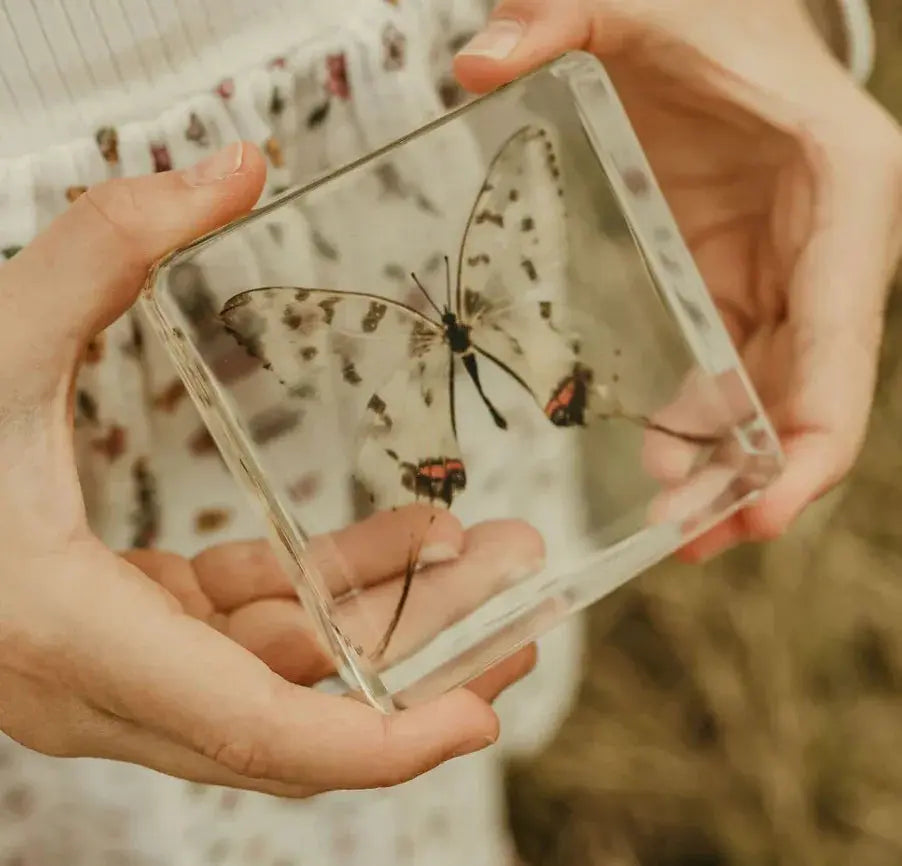 Our Earth Life // Swallowtail Butterfly Specimen Our Earth Life