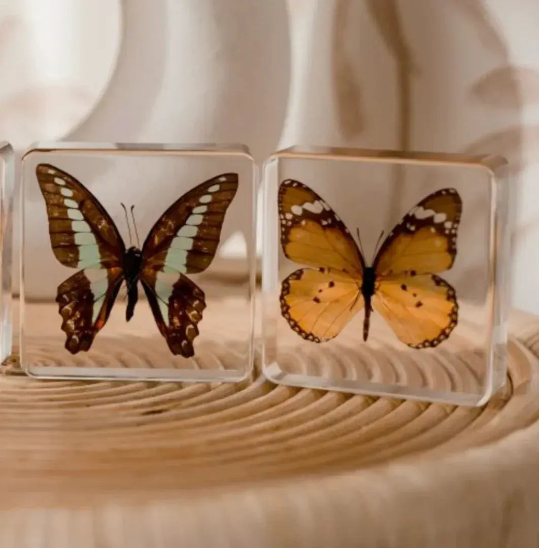 Our Earth Life // Butterfly Specimen Pair Our Earth Life