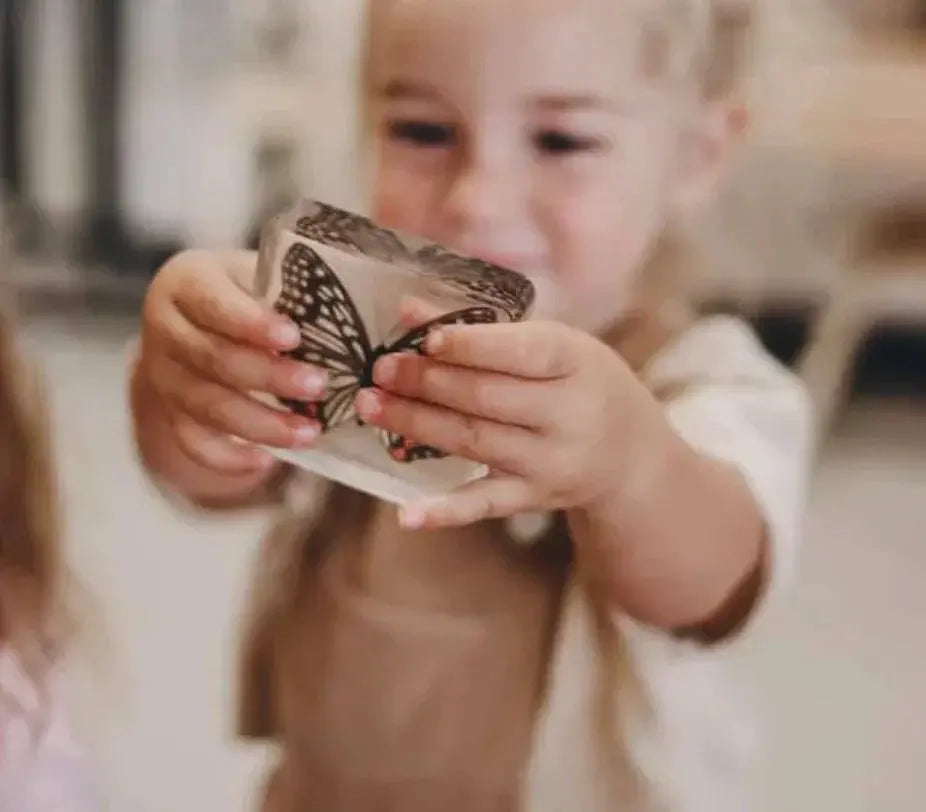 Our Earth Life // Butterfly Specimen Pair Our Earth Life