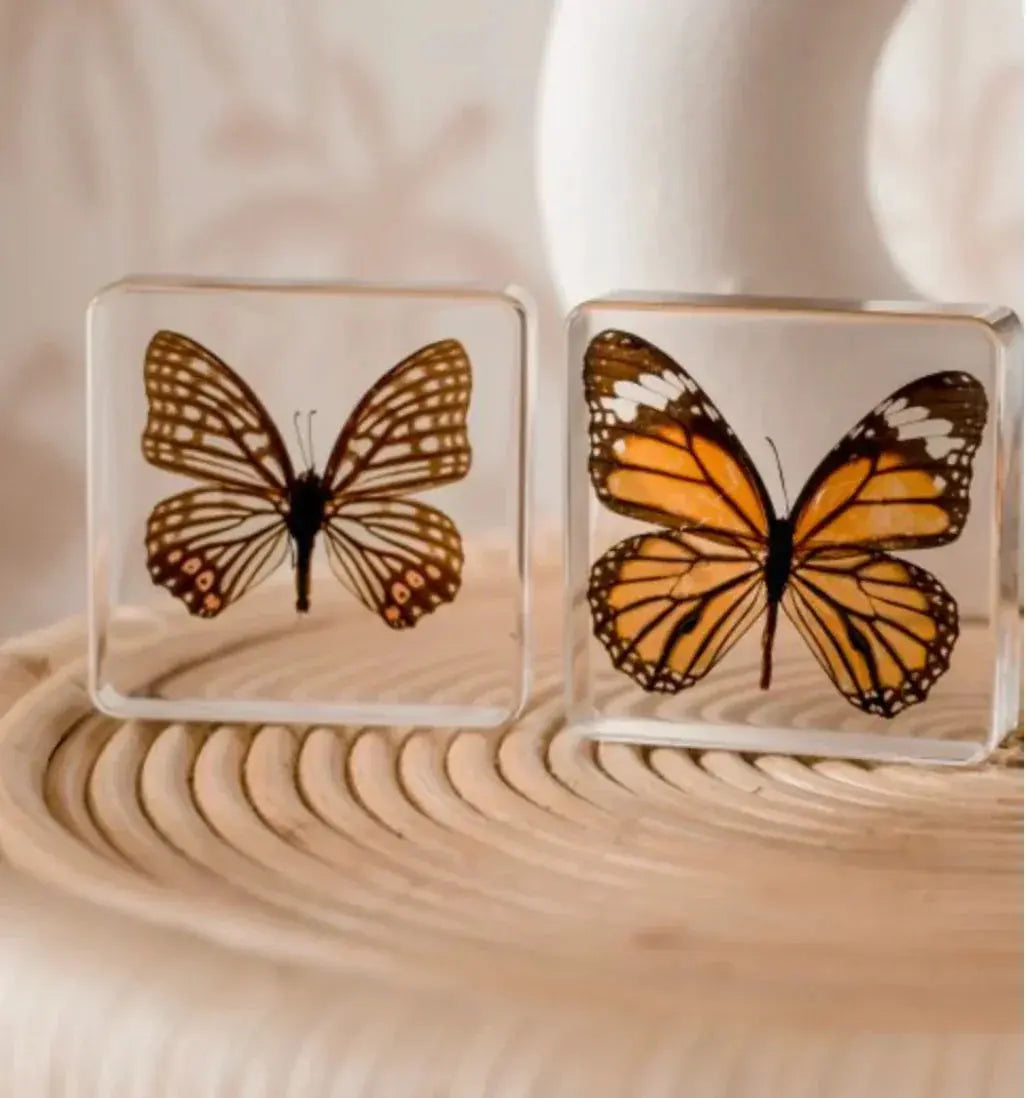 Our Earth Life // Butterfly Specimen Pair Our Earth Life