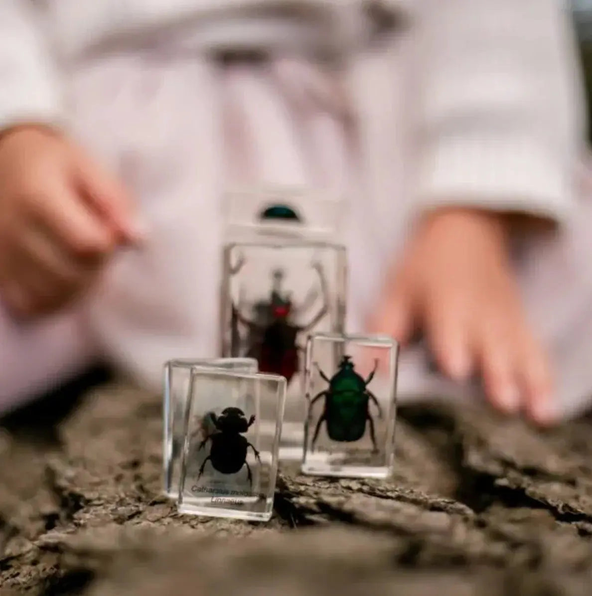Our Earth Life //Chafer Beetle Specimen Set Our Earth Life