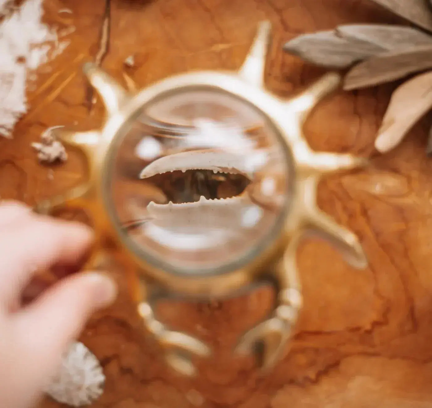 Our Earth Life //Fiddler Crab Specimen Our Earth Life