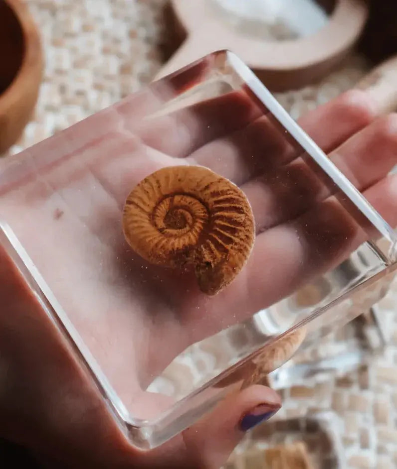 Our Earth Life // Fossil Finder Bundle Our Earth Life