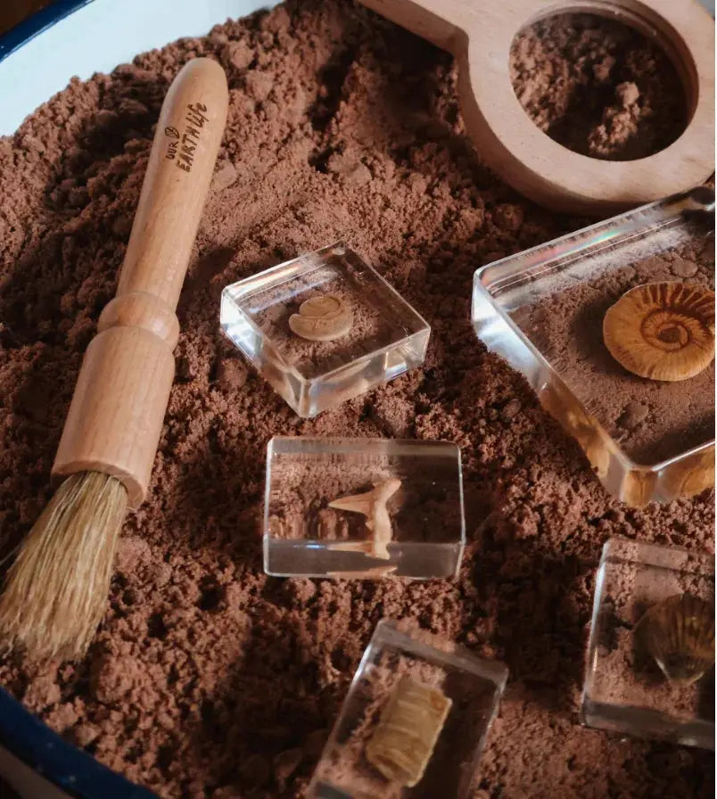 Our Earth Life // Fossil Finder Bundle Our Earth Life
