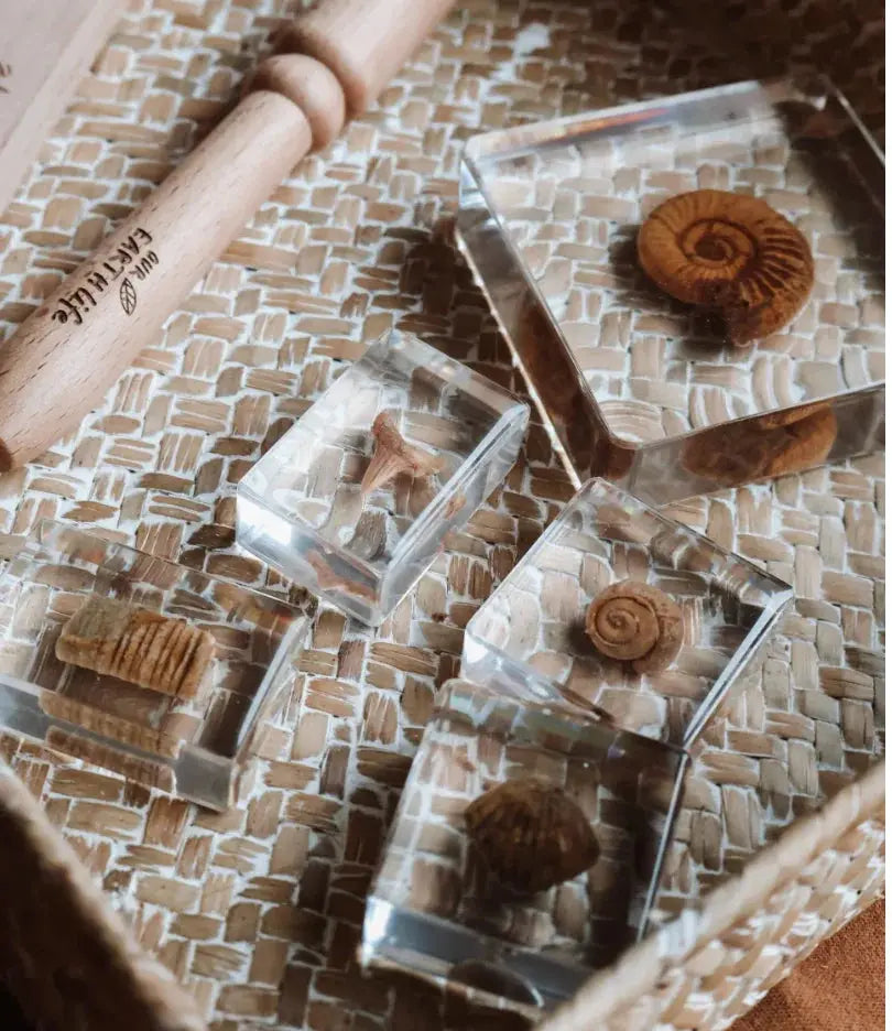 Our Earth Life // Fossil Finder Bundle Our Earth Life