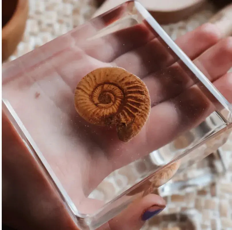 Our Earth Life // Fossil Specimen Set Our Earth Life