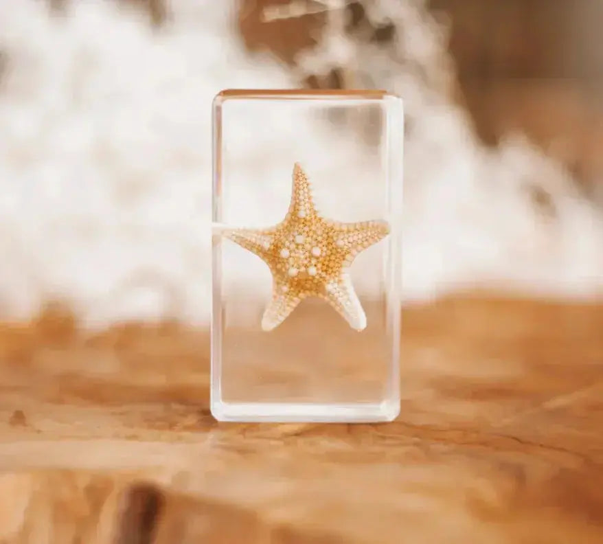 Our Earth Life // Starfish Specimen Our Earth Life