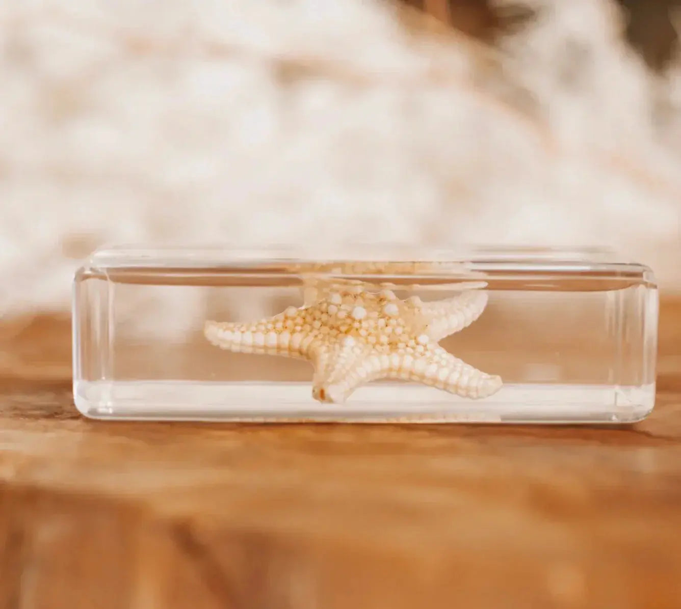 Our Earth Life // Starfish Specimen Our Earth Life
